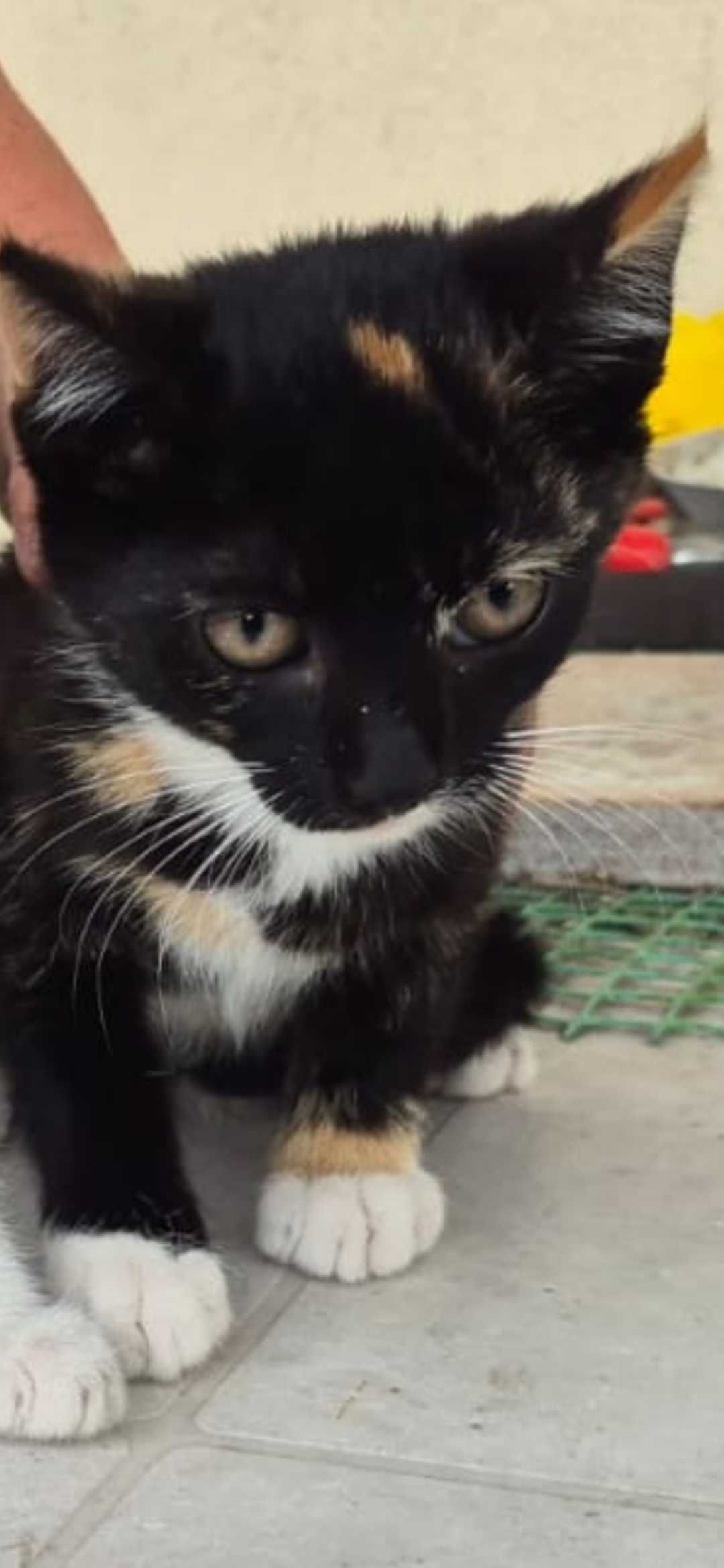 Halo kocie dziecko do adopcji