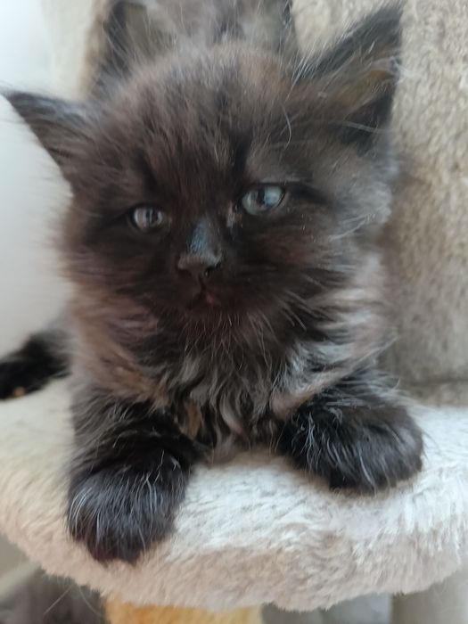 Kocurek Syberyjski .Gotowy do zamiany domu.