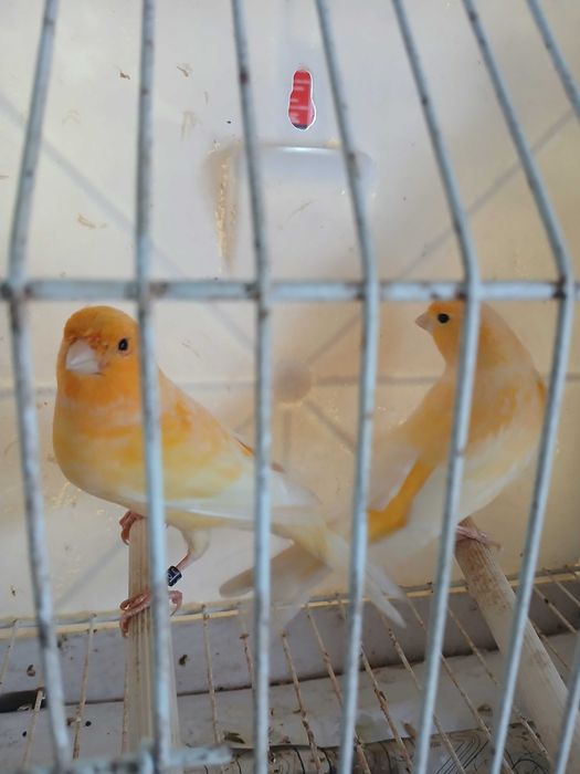 Canários na zona de Amares Braga