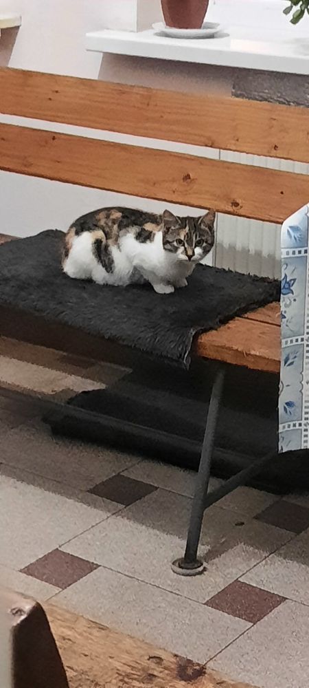 Отдам в хорошие руки