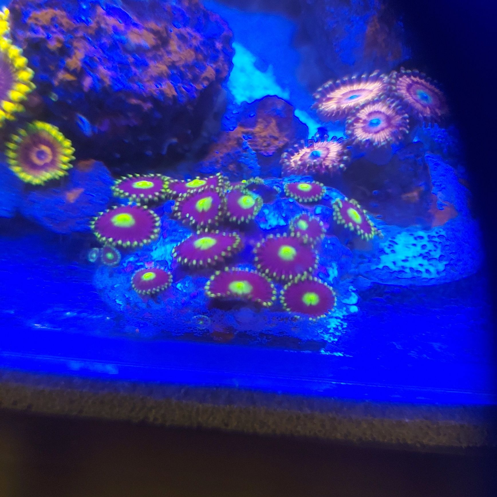 Zoa blue berry felds