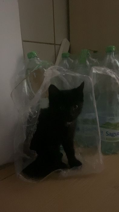 Domku szuka 3 miesięczny kotek