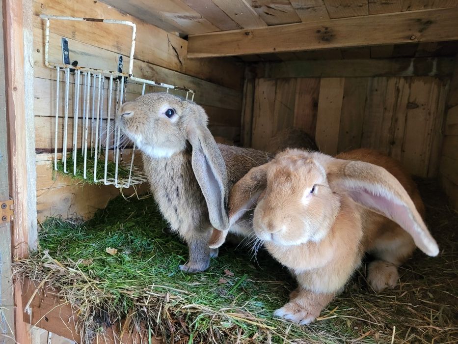 kroliki Barany Francuskie
