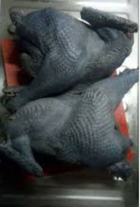 Инкубационное яйцо