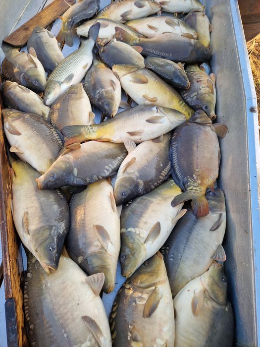 Sprzedaż Karpia Handlowego Oraz Kroczka Karpia Prosto z Hodowli