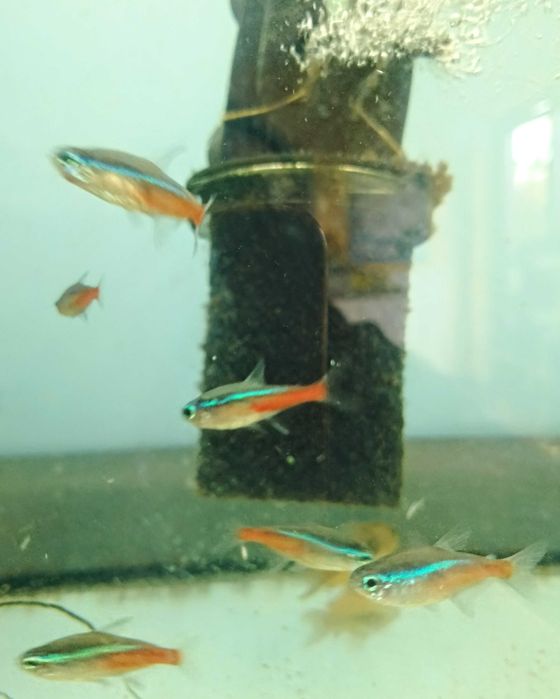 Neon Innesa,ryby akwariowe