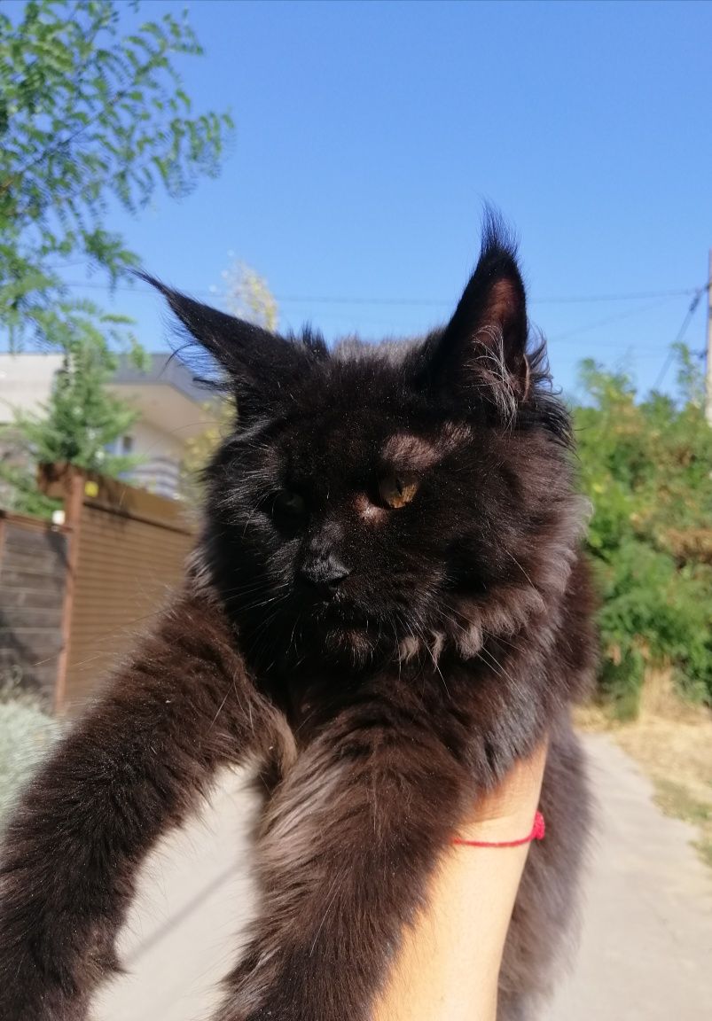 Котенок Мейн Кун, Black Maine Coon