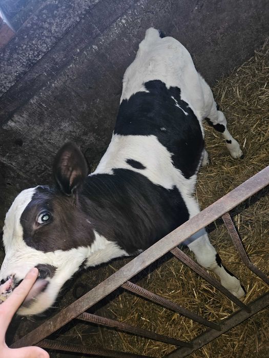 Byczek z własnego gospodarstwa