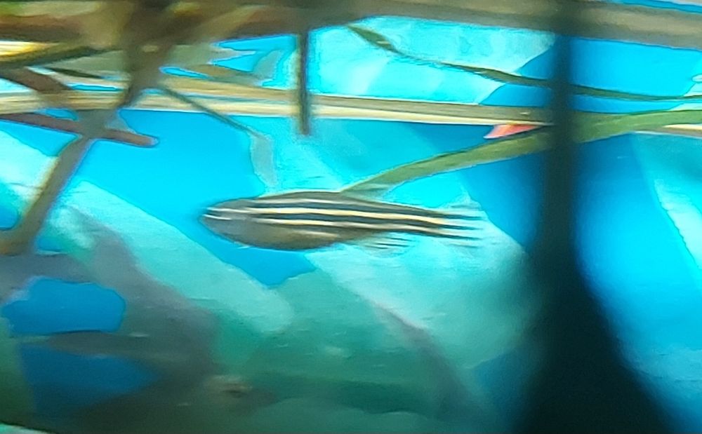 Sprzedam rybki akwariowe