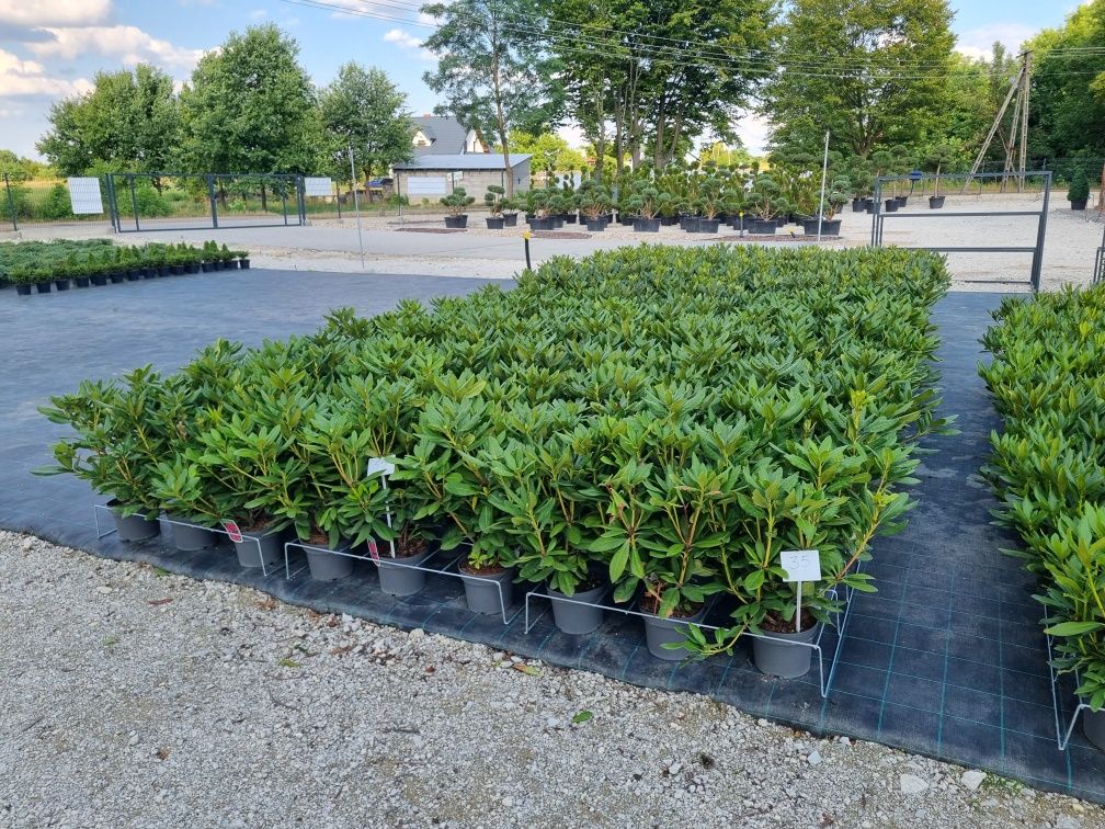 Krzewy Drzewa Bonsai Byliny