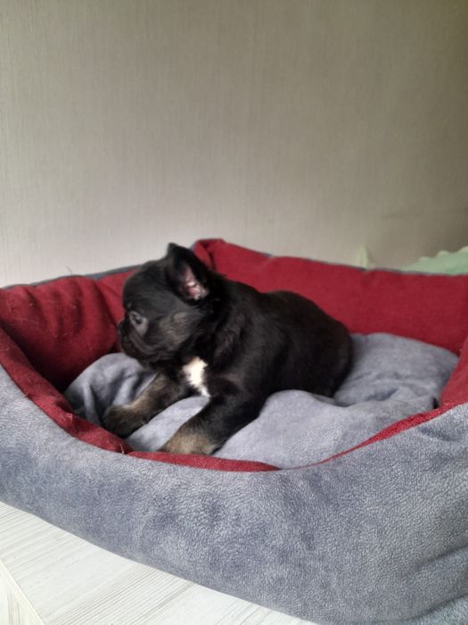 Маленька красуня в ТОП КАЧЕСТВЕ