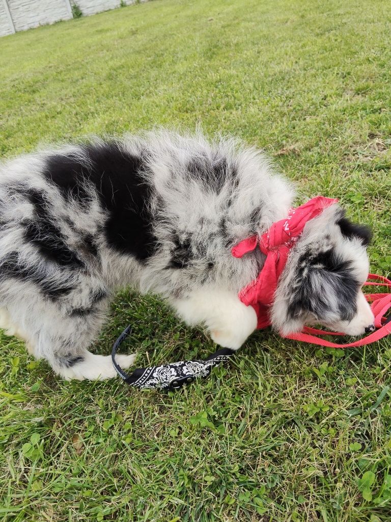 Border collie chłopiec Blue -merle nr 1/GOTOWY DO ODBIORU/genetyka