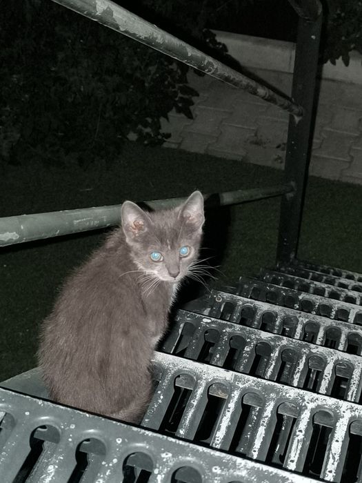 Doa-se gatos brancos e cinza