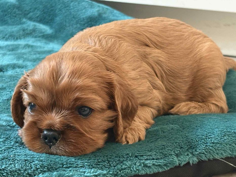 Cavalier King Charles Spaniel ZKwP