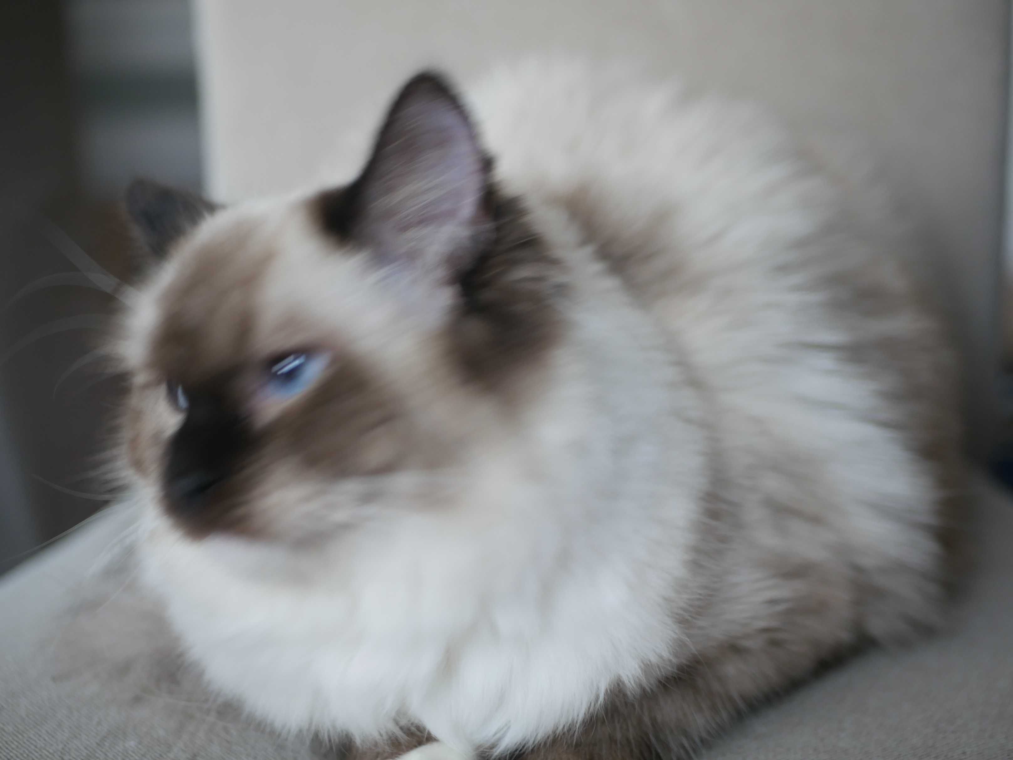 Ragdoll Willma, 9 cio miesięczna kotka do hodowli, FPL,FIFE