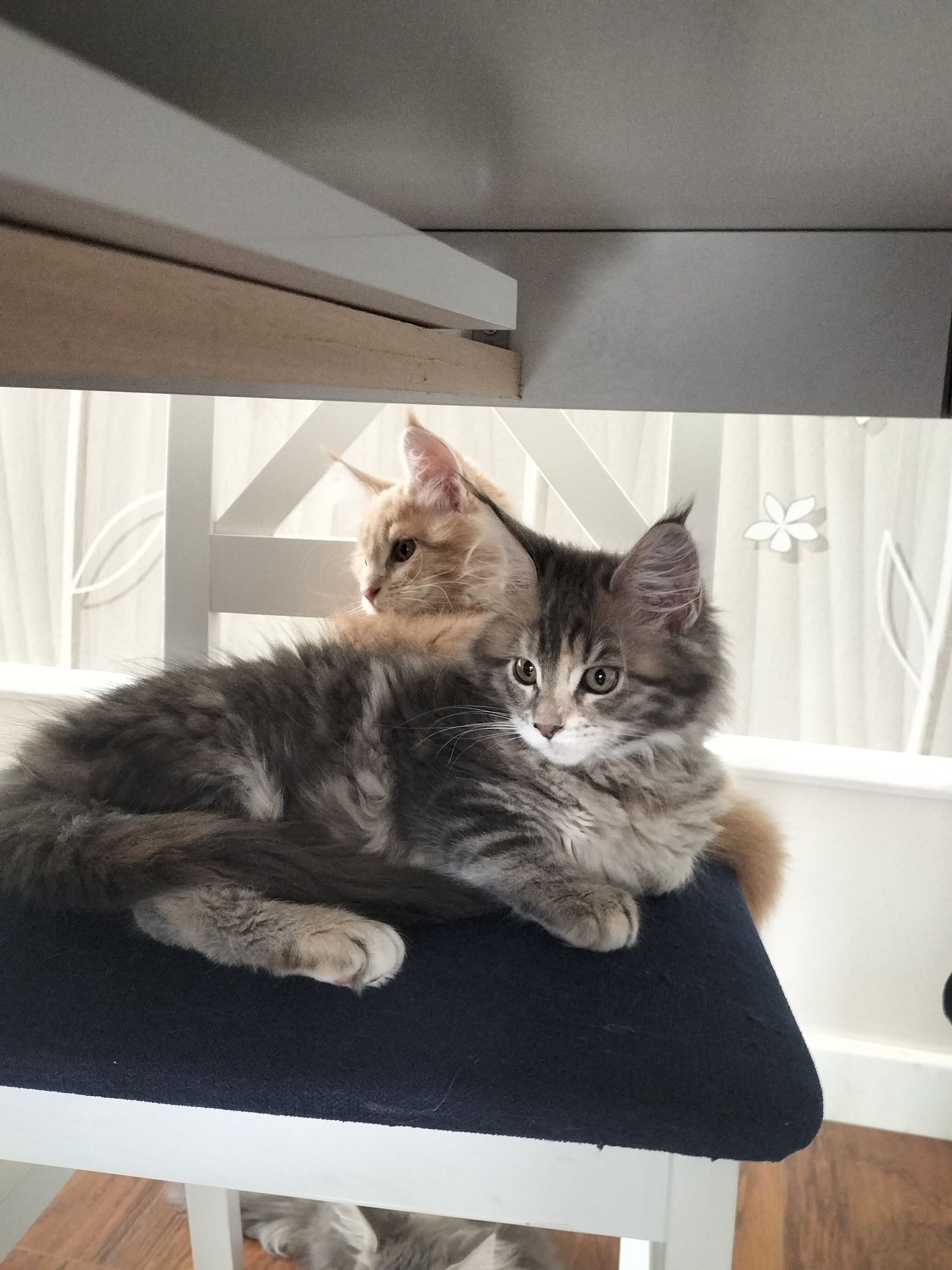 Kocurek niebieskiMaine Coon FPL