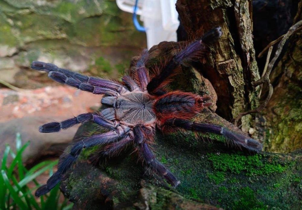 Ptasznik Ornithoctoninae sp. Phan Cay RED Samica 3DC