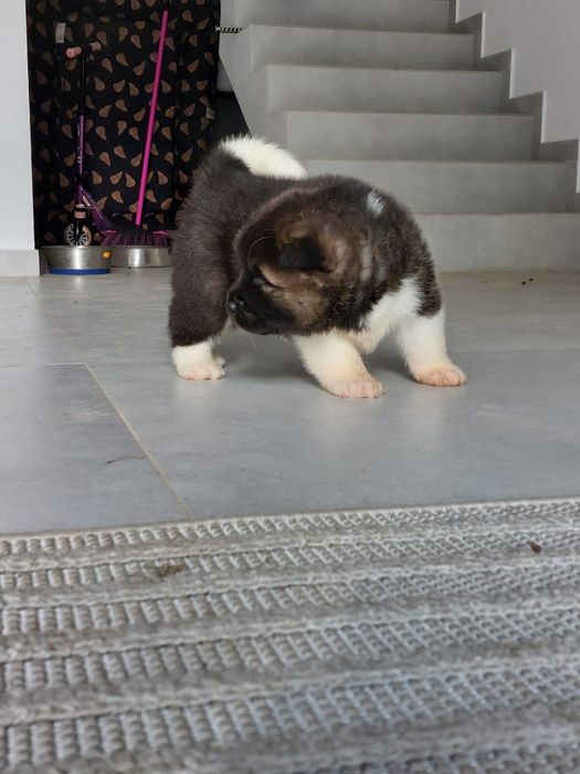 Akita Amerykanska FCI piesek