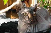 Очень красивый котик породы Сфинкс Кексик ждёт своих любящих родителей