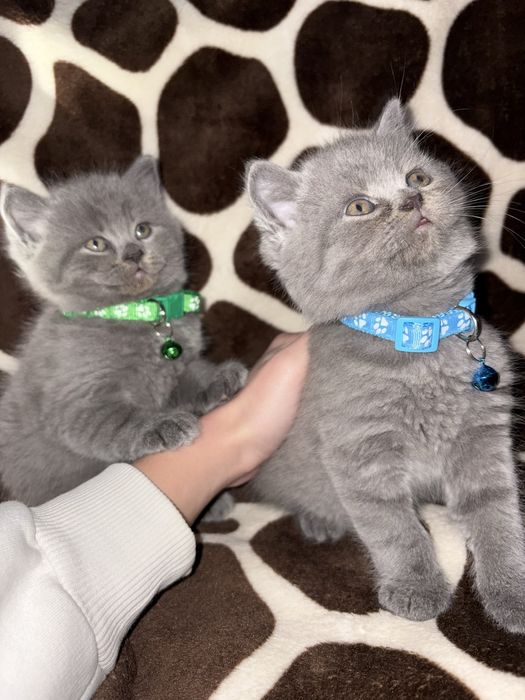 Шотланские котята