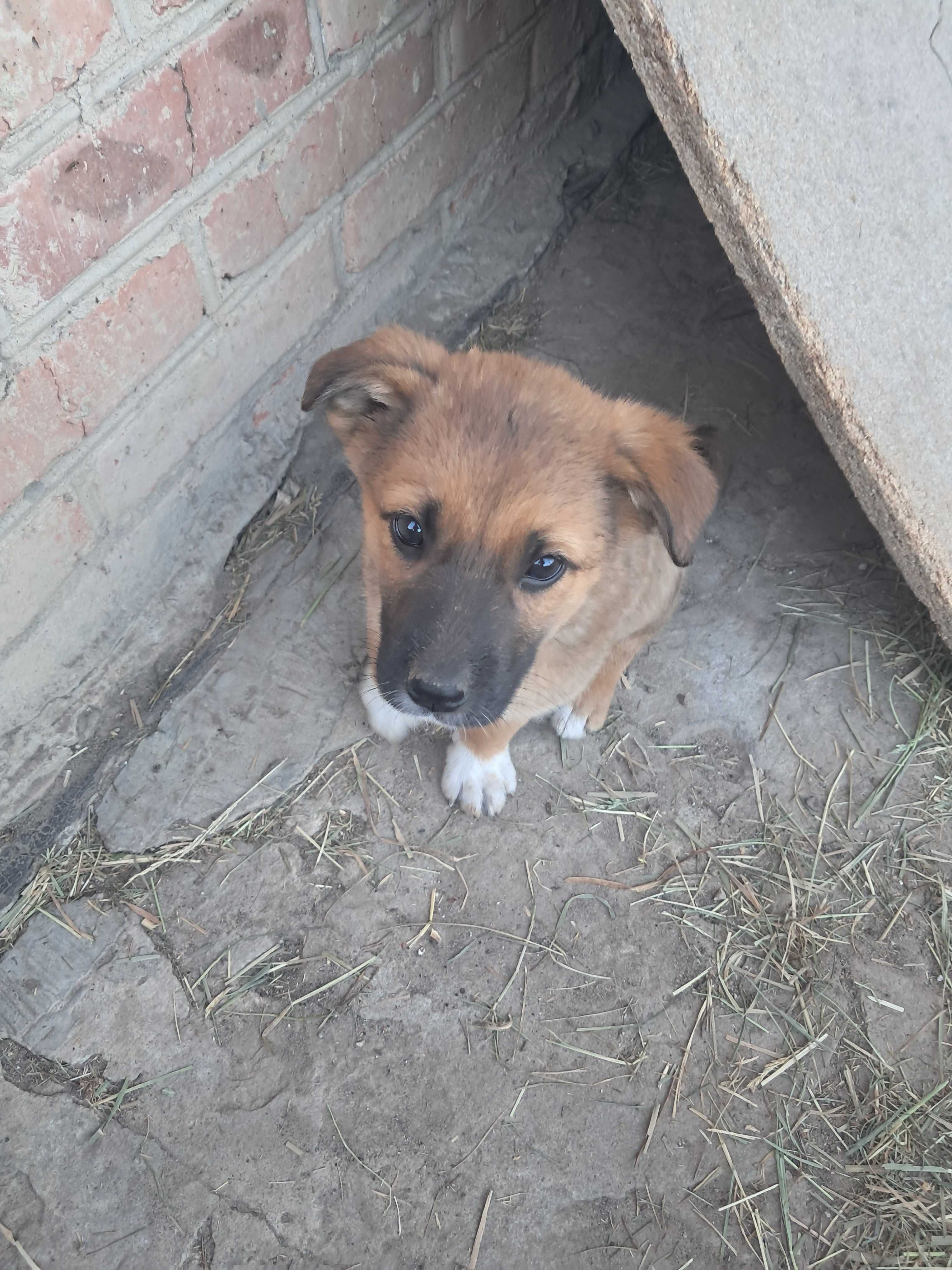 Віддамо цуценят у добрі руки