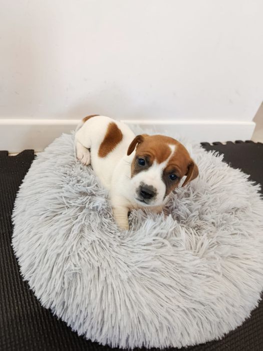 Jack Russell Terrier