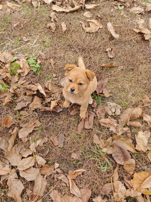 Віддам в добрі руки
