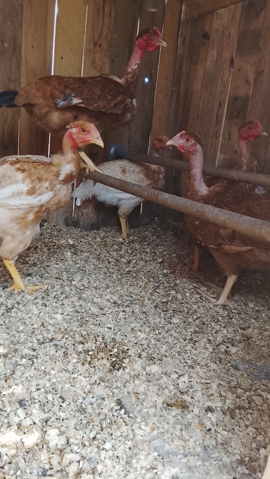 Frangos para venda