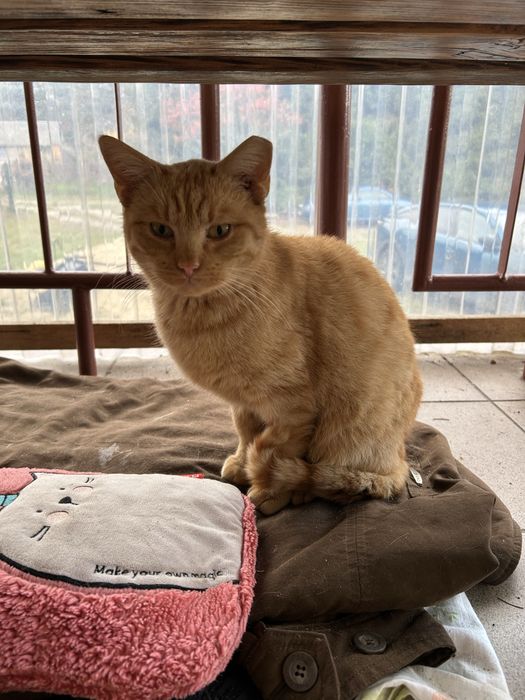 Rudy kocurek do oddania