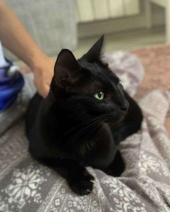 Setúbal / Margem Sul / Lisboa — BROWNIE, gatinho para adoção *