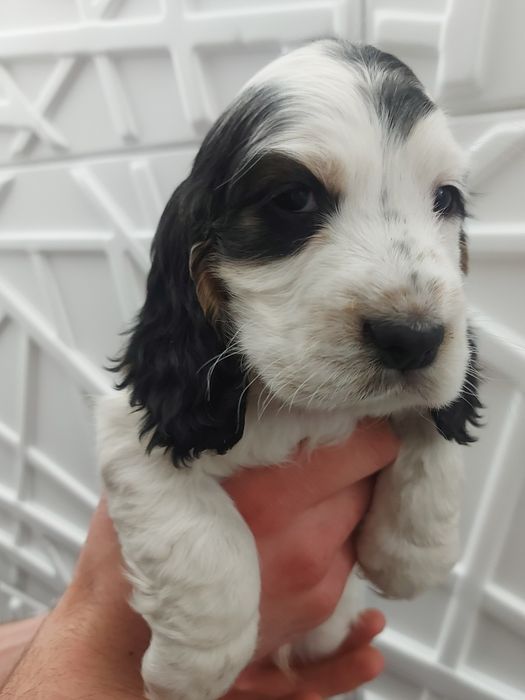 Cocker spaniel angielski
