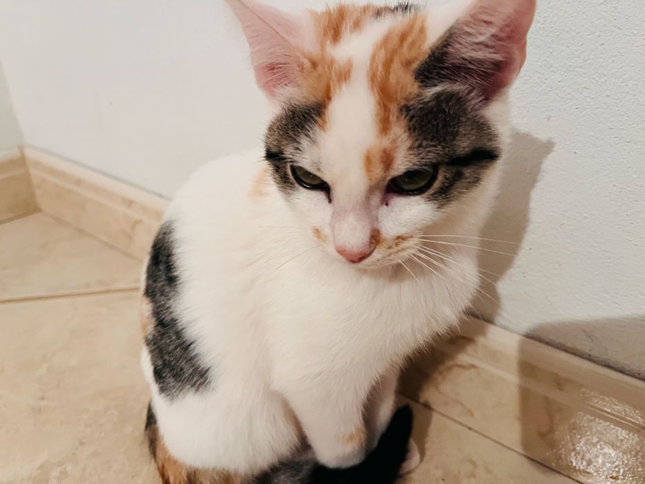 5 gatinhos - adopção responsável