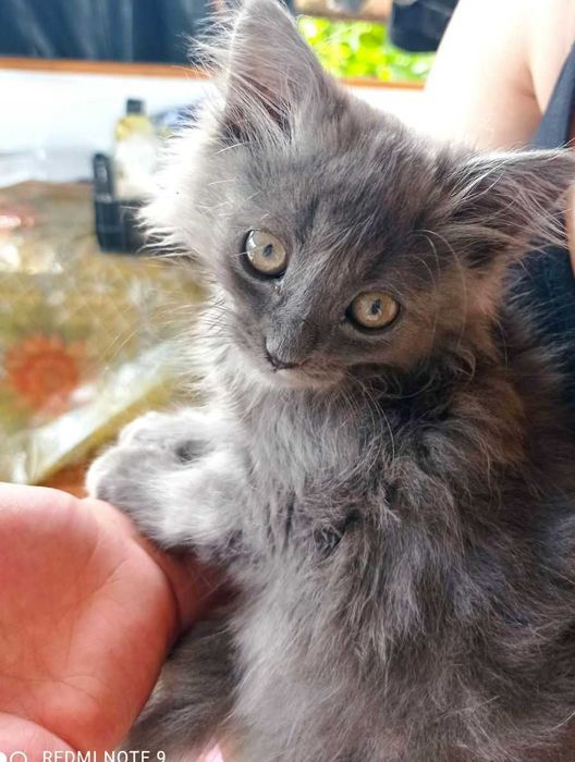 Котик милий дівчинка