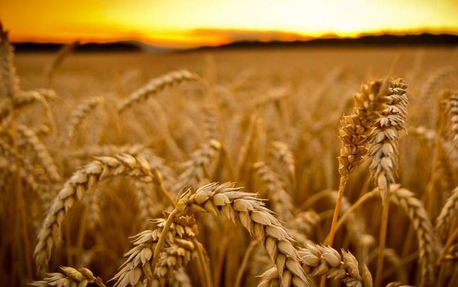 Пшениця урожай 2021