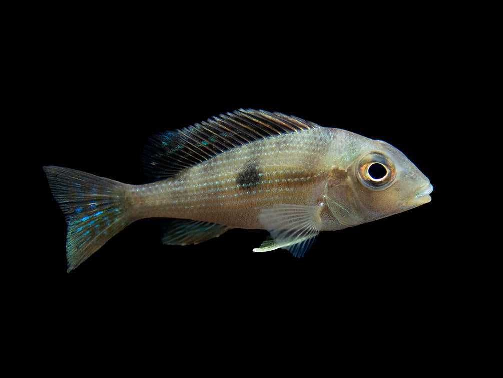 Ziemiojad Rio Gurupi - Geophagus - ODŁÓW - WF - dowóz, wysyłka