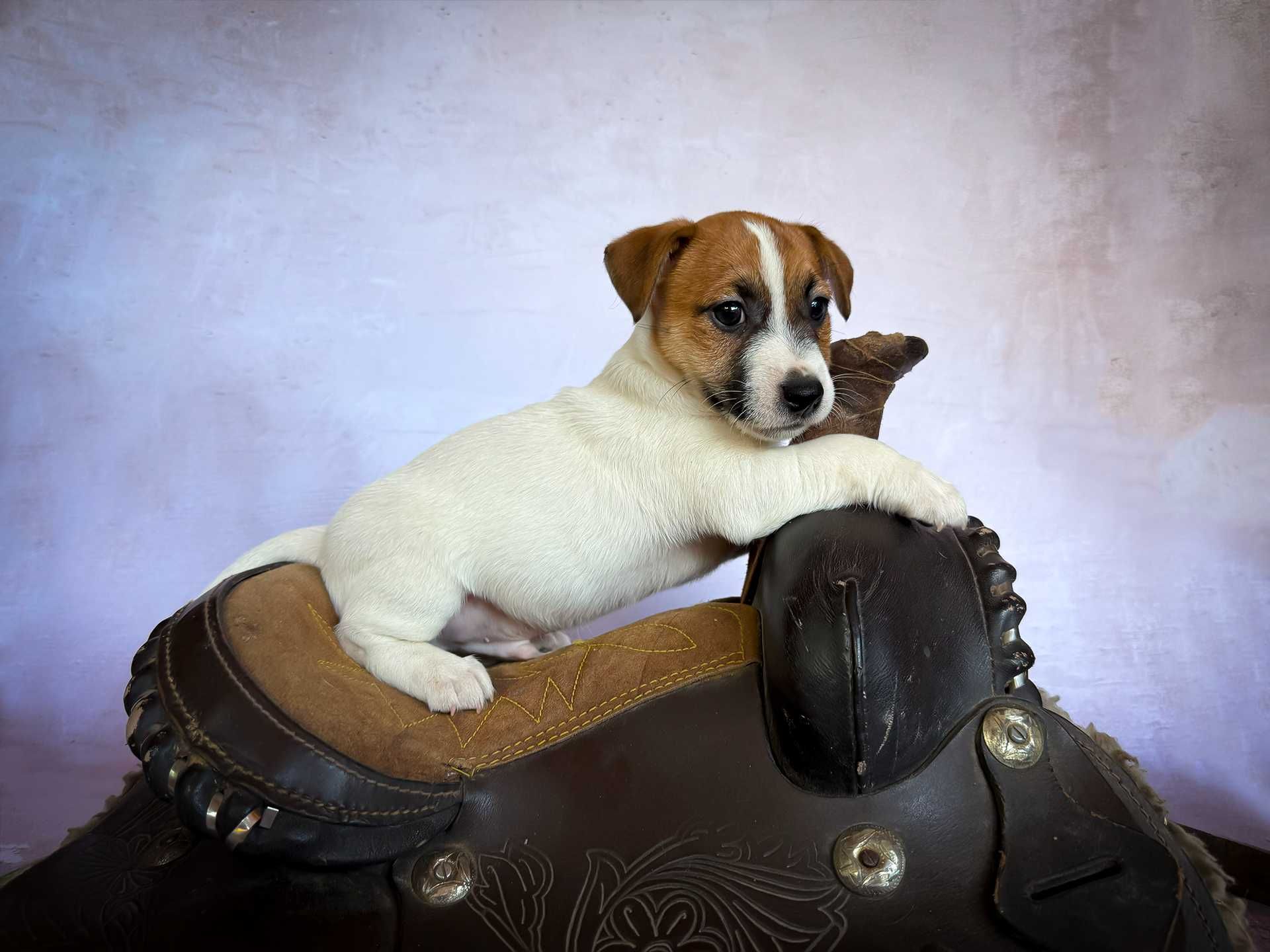 Jack Russell Terrier – FCI (ZKwP)  | Pakiet startowy | Samiec