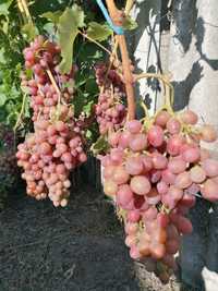 Саженцы винограда Ливия  однолетние и двухлетние