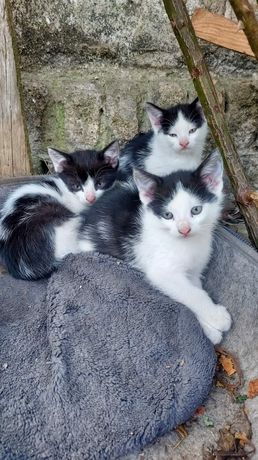 Koty domowe do adopcji