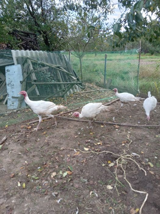 Продаються індики