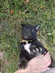 Suczka American Pit Bull terrier