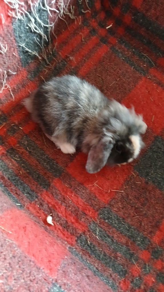 Vendo coelhos anões acabadinhos de nascer ou com 2 meses