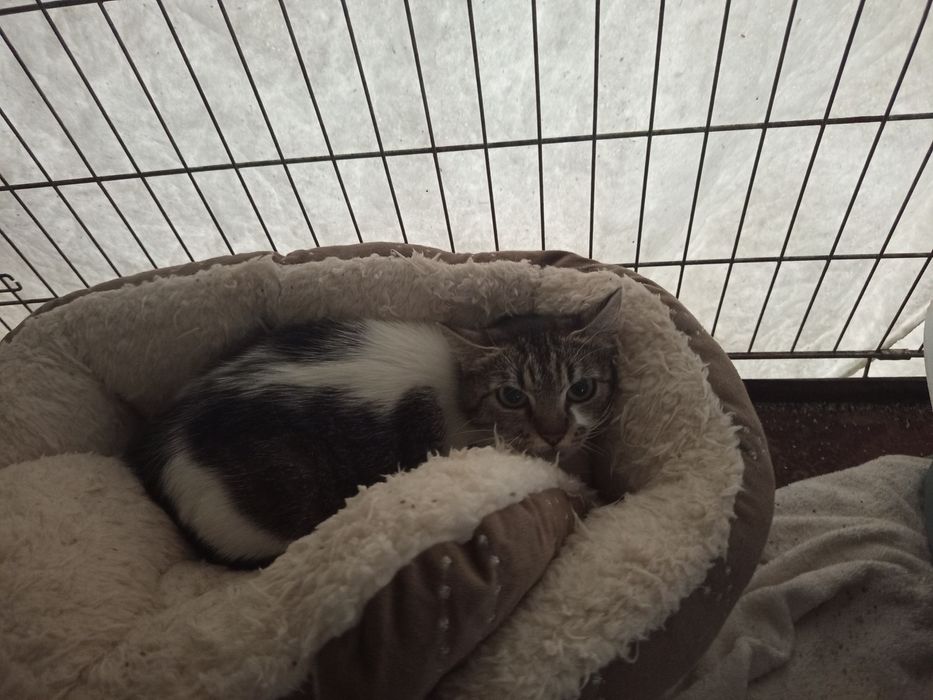Kotka Christiane poleca się do adopcji