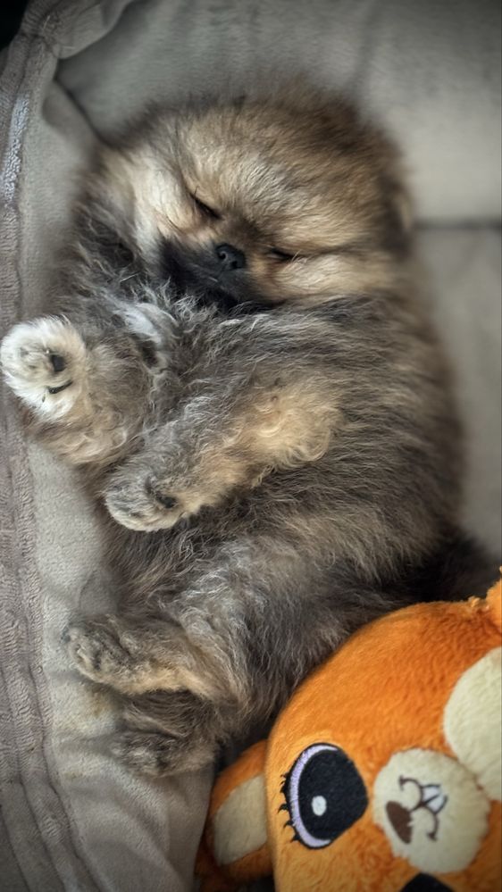 Szpic miniaturowy pomeranian FCI