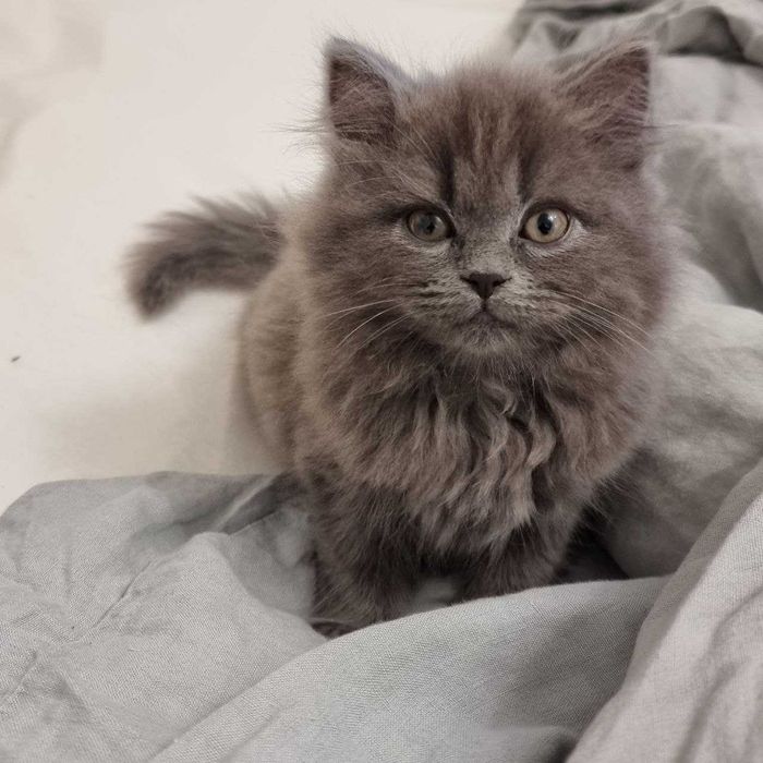 Шотландське кошеня