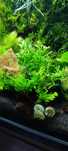 Christmass Moss mikrozorium lomariopsis