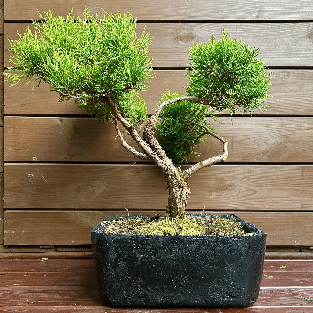 Bonsai jalowiec chinski drzewko bonsai w betonowej donicy