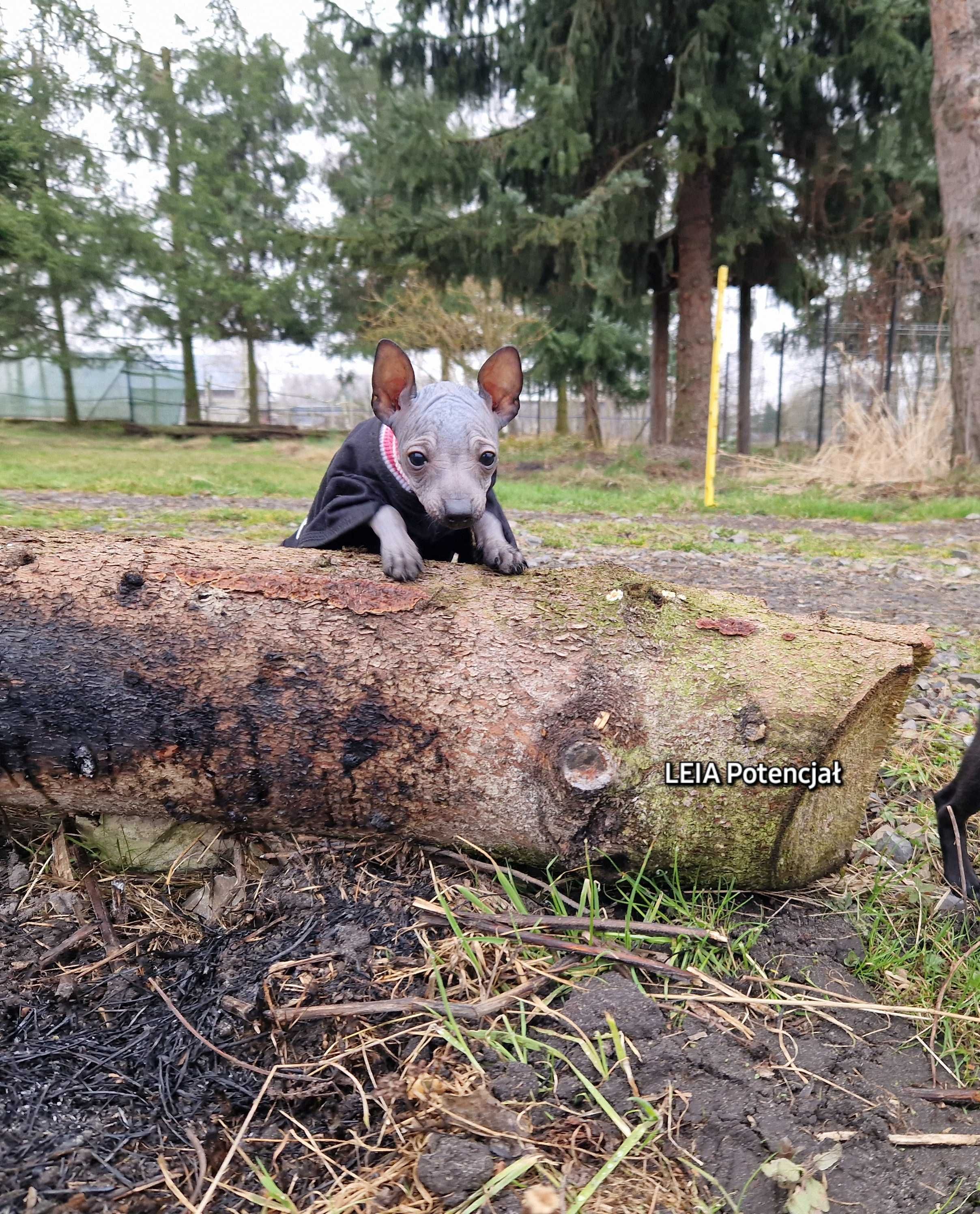 "Nagi Pies Meksykański" Mini - suczka, możliwy warunek hodowlany.