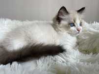 Kocurek Ragdoll. FPL -FIFe. Rodzice badani genetycznie.