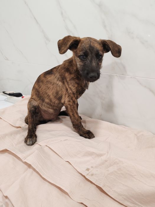 Dou cachorros porte  pequeno/médio