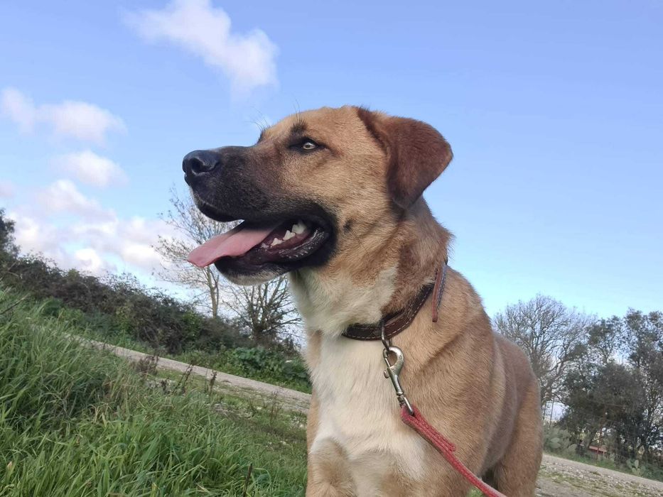 Perdido - cão médio grande para adoção